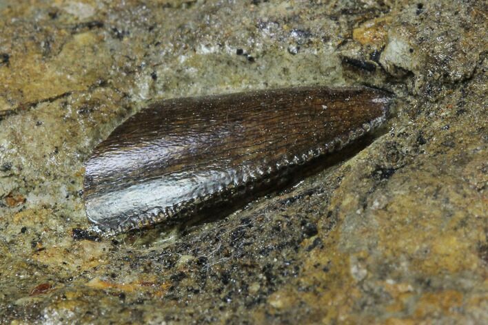 Partial Tyrannosaur (Undescribed) Tooth In Situ - Texas #97799